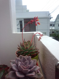 多肉植物にはまりました。