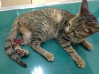 酷い傷で苦しむ猫ちゃんは手術が出来ません。
