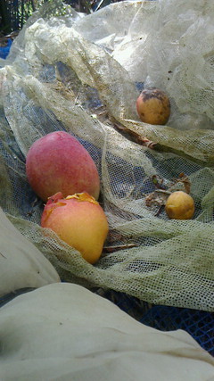 マンゴー収穫できた！