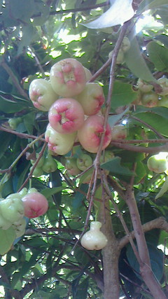 梨食感のトロピカル果実