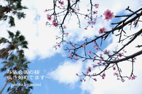 桜　　与儀公園