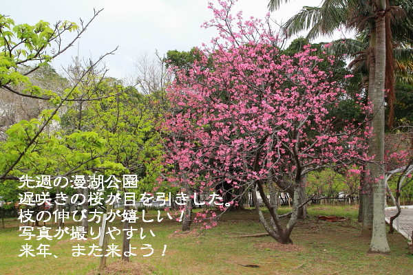 遅咲きの桜　　漫湖公園