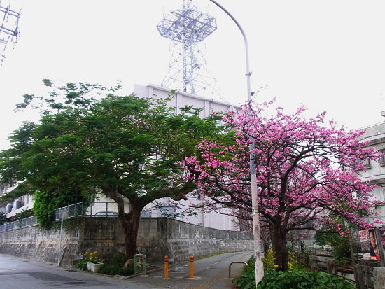 桜　　与儀公園（2月5日撮影）