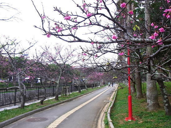 桜　　与儀公園（2月5日撮影）