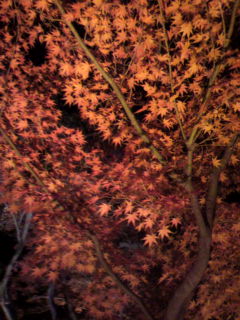 紅葉
