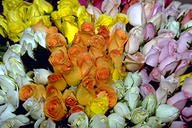 花言葉