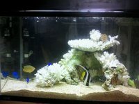 海水魚 2011/08/03 17:25:32