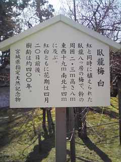 ・・・がりゅうばい・・・