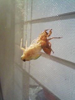 夏の風物詩・・・