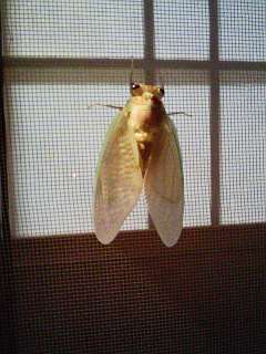 夏の風物詩・・・