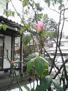 またまた雪・・・2