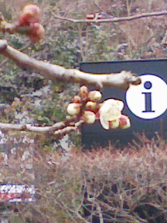 2月なのに・・・濃霧