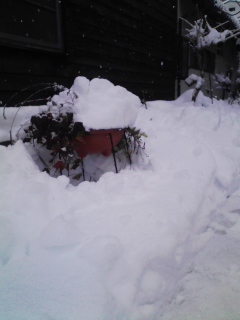 5年ぶりの大雪。