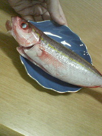 釣れたよー!