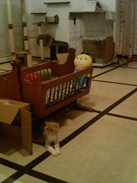 猫カフェ行って来ました♪
