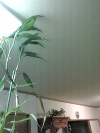 私の母
