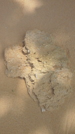 渚の化石、ビーチロック