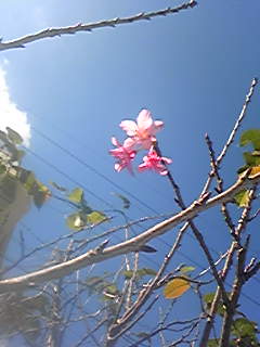 桜
