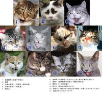 ネコたち