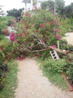 台風5号さようなら
