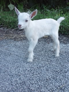 やぎの赤ちゃん誕生