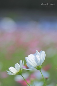 2011年12月08日