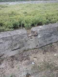 早朝ぽた 川田の堤防♪