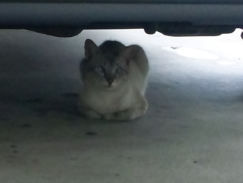 より目ねこ