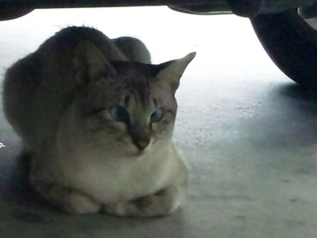 より目ねこ