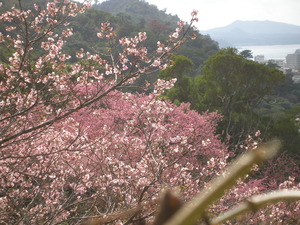 沖縄の桜　名護城址