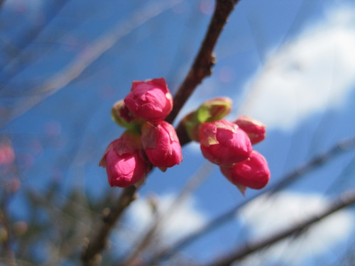緋寒桜の蕾