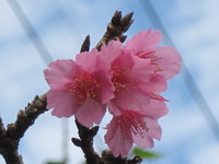 桜咲く沖縄