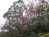 八重岳　桜の開花情報