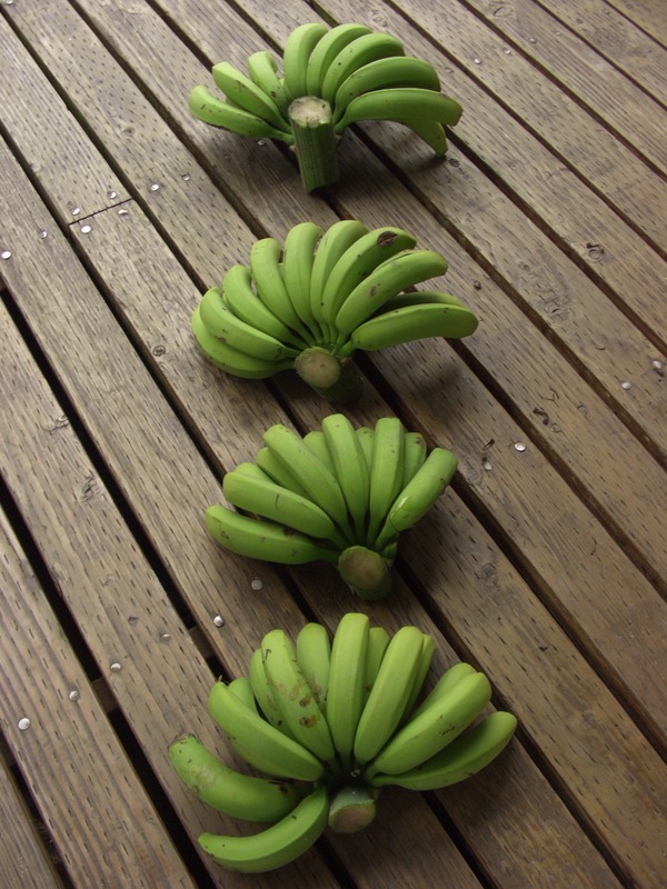 バナナ収穫祭　その５　ぐらいかな・・