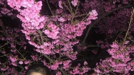 八重岳の桜