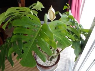 ちょっと珍しい???