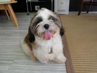 人(犬)生初・・・!