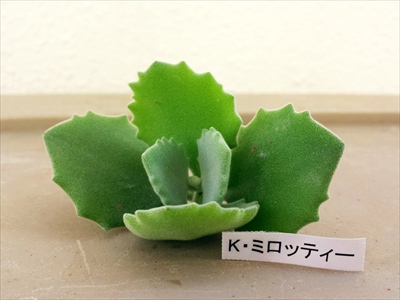 アソコから届いたアレ!○○○便(●` 艸 ´) アソコから届いたアレ!○○○便(●` 艸 ´)