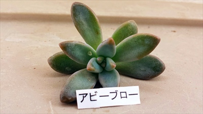 アソコから届いたアレ!○○○便(●` 艸 ´) アソコから届いたアレ!○○○便(●` 艸 ´)