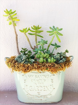 寄せ植えとかしてみたり...(〃ω〃) 寄せ植えとかしてみたり...(〃ω〃)