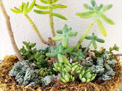 寄せ植えとかしてみたり...(〃ω〃) 寄せ植えとかしてみたり...(〃ω〃)