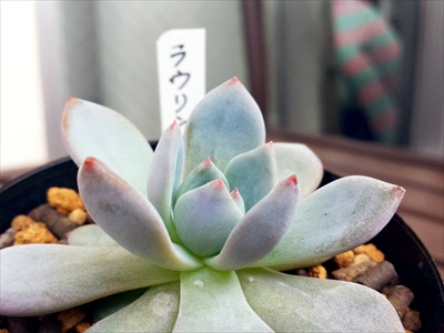 近頃狩りばっかり行ってるの(*´σー`) 近頃狩りばっかり行ってるの(*´σー`)