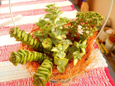 寄せ寄せ・植え植え集ρ(´ε`*) 寄せ寄せ・植え植え集ρ(´ε`*)