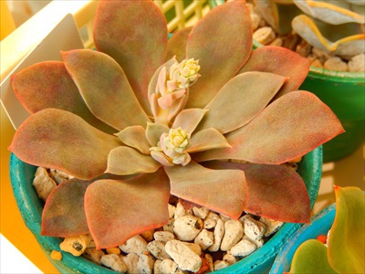 花芽・虫喰いと、愛染錦(*゚ノ 3゚) 花芽・虫喰いと、愛染錦(*゚ノ 3゚)
