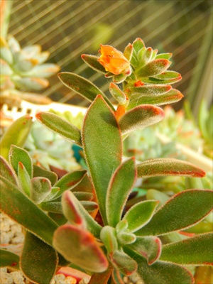 花芽・虫喰いと、愛染錦(*゚ノ 3゚) 花芽・虫喰いと、愛染錦(*゚ノ 3゚)
