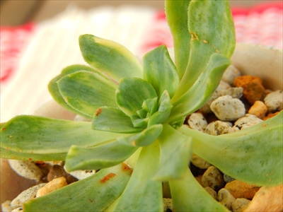 花芽・虫喰いと、愛染錦(*゚ノ 3゚) 花芽・虫喰いと、愛染錦(*゚ノ 3゚)