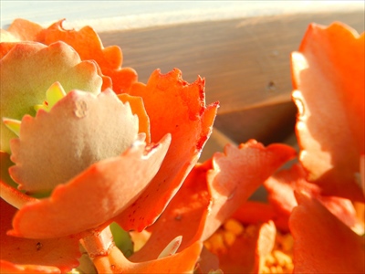 花芽・虫喰いと、愛染錦(*゚ノ 3゚) 花芽・虫喰いと、愛染錦(*゚ノ 3゚)
