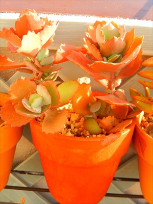 花芽・虫喰いと、愛染錦(*゚ノ 3゚) 花芽・虫喰いと、愛染錦(*゚ノ 3゚)