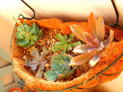 寄せ寄せ・植え植え集ρ(´ε`*) 寄せ寄せ・植え植え集ρ(´ε`*)