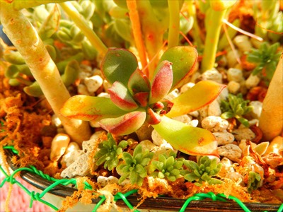 寄せ寄せ・植え植え集ρ(´ε`*) 寄せ寄せ・植え植え集ρ(´ε`*)